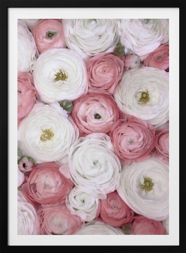 Verstreute Ranunkeln in gedecktem Rosa I | Poster