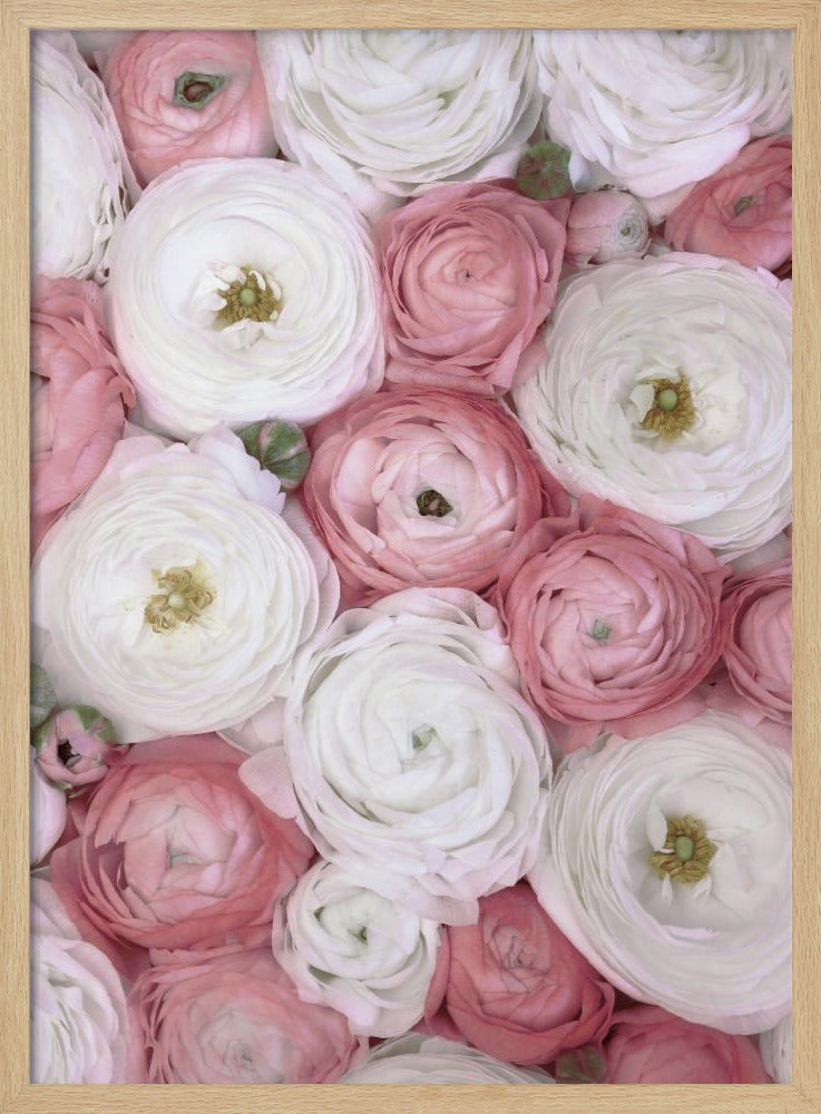 Verstreute Ranunkeln in gedecktem Rosa I | Poster