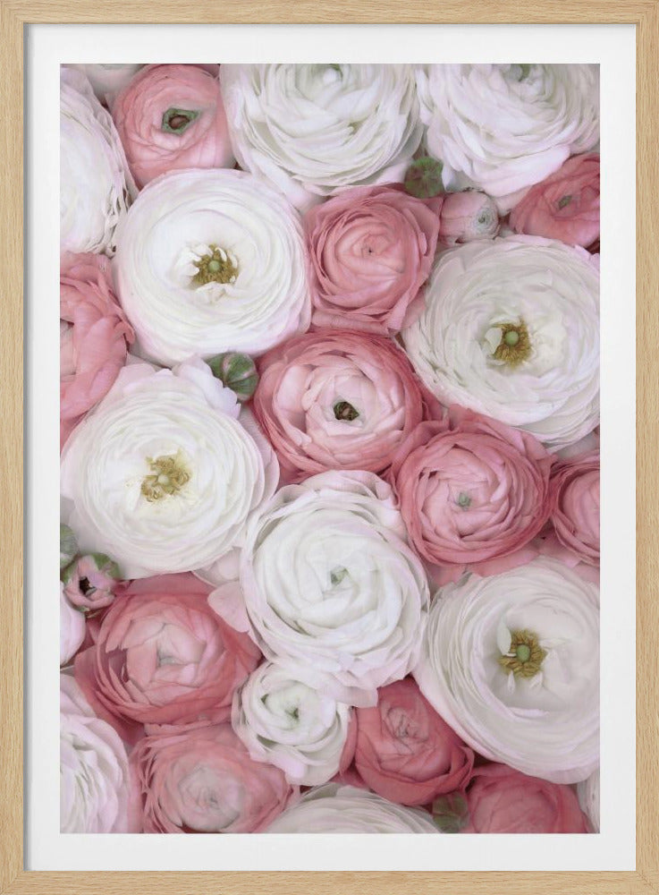 Verstreute Ranunkeln in gedecktem Rosa I | Poster