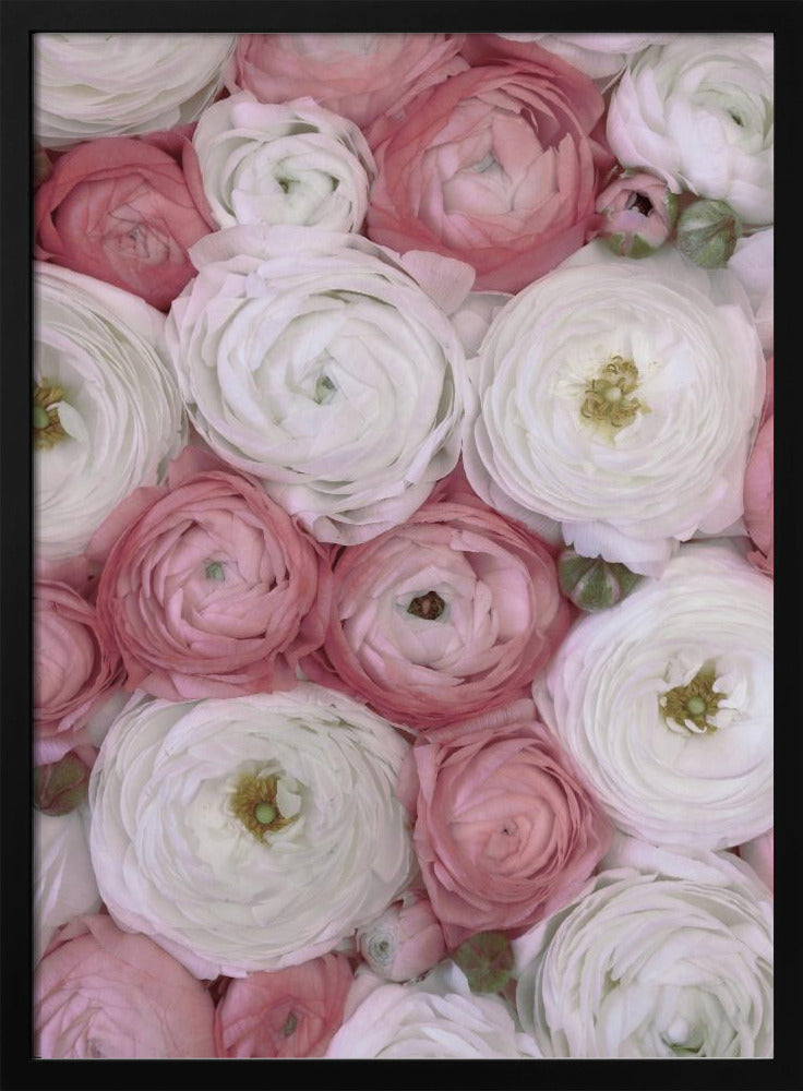 Verstreute Ranunkeln in gedecktem Rosa II | Poster