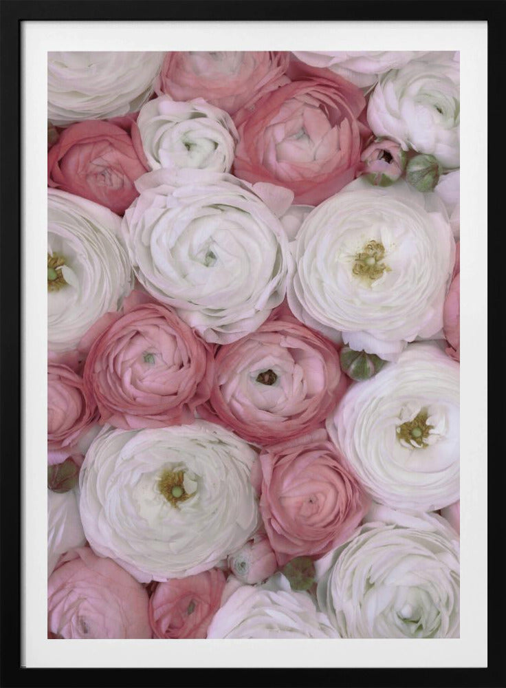 Verstreute Ranunkeln in gedecktem Rosa II | Poster