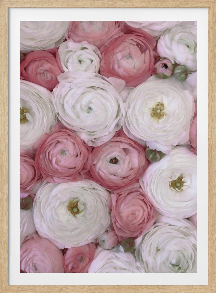 Verstreute Ranunkeln in gedecktem Rosa II | Poster
