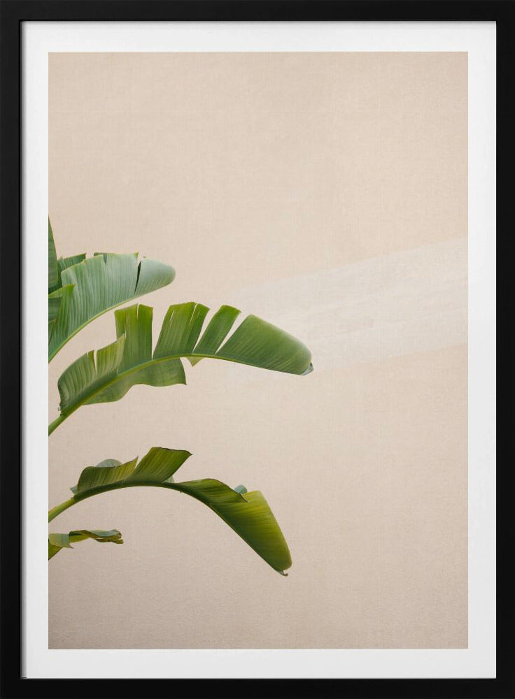 Bananenpflanze in Cannes | Poster