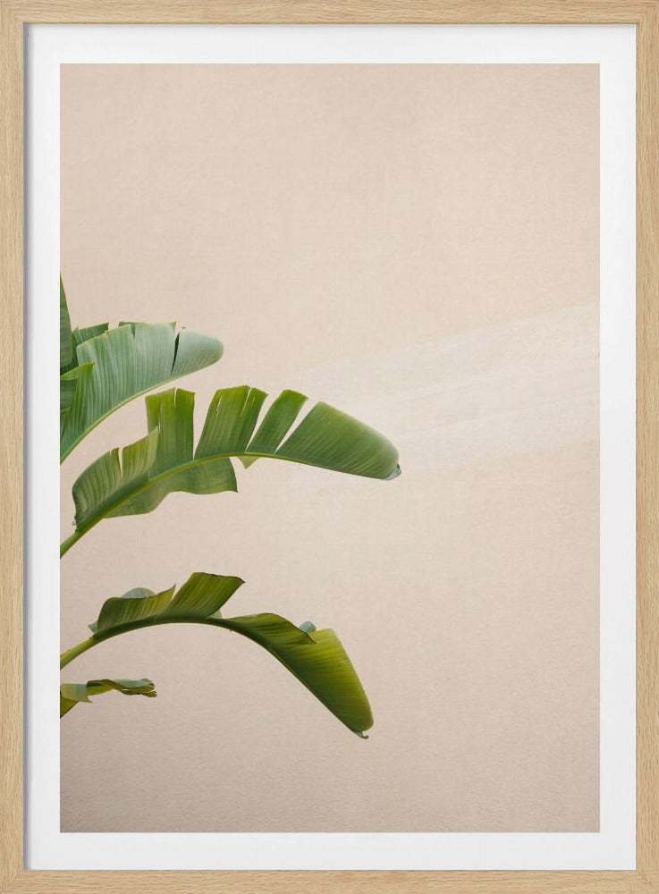 Bananenpflanze in Cannes | Poster