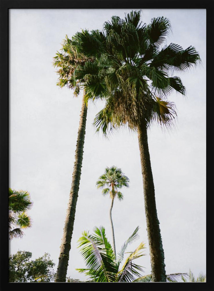 Finde mich unter der Palme | Poster