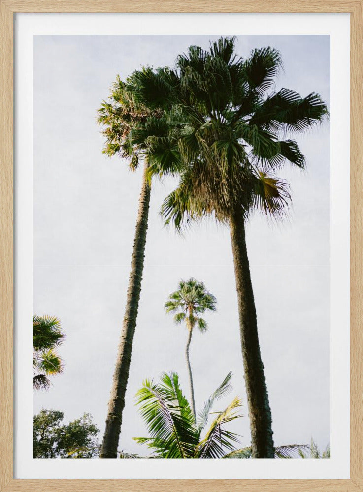 Finde mich unter der Palme | Poster