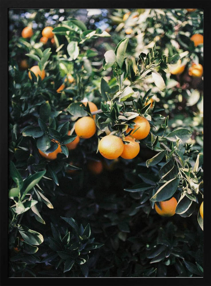 Marrakesch Orangen | Poster