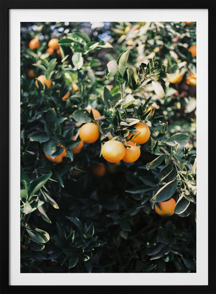Marrakesch Orangen | Poster