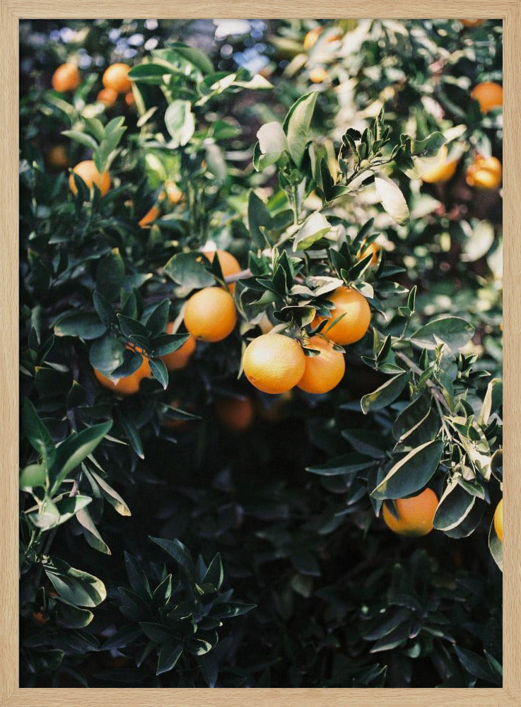 Marrakesch Orangen | Poster