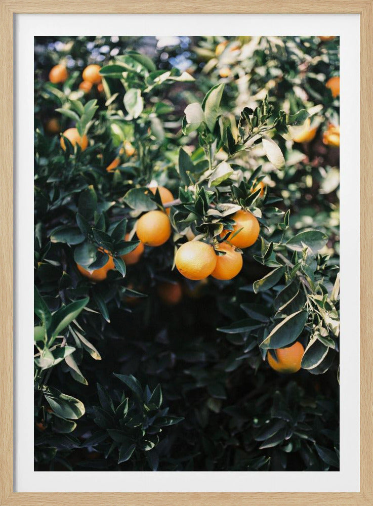 Marrakesch Orangen | Poster