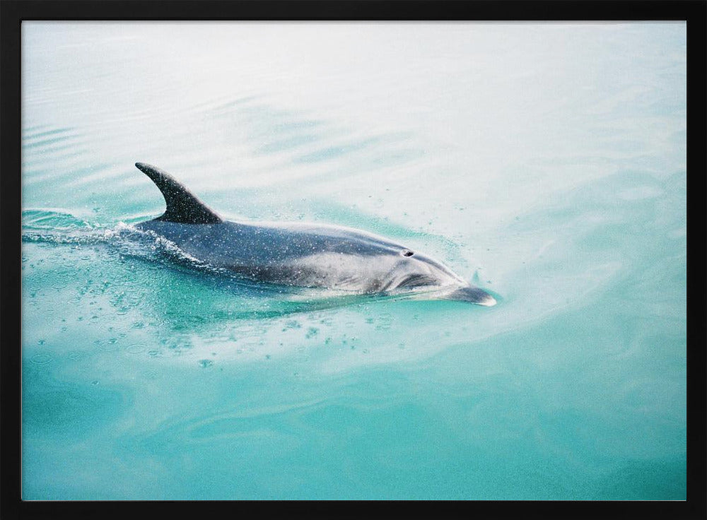 Delfin NZ Northern | Poster