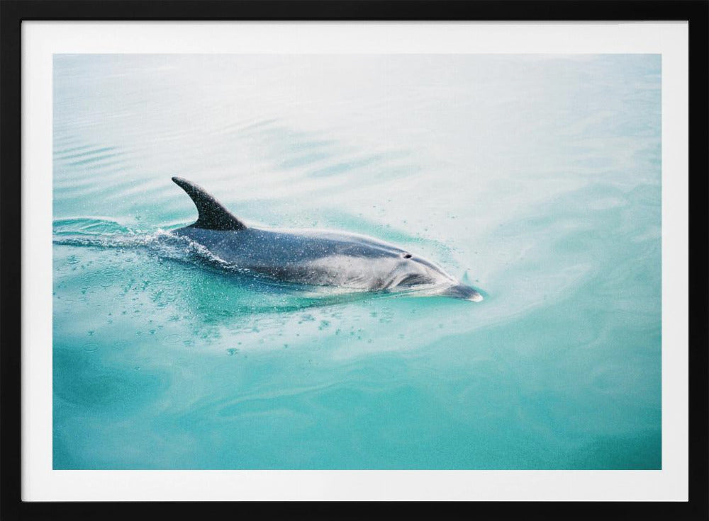 Delfin NZ Northern | Poster