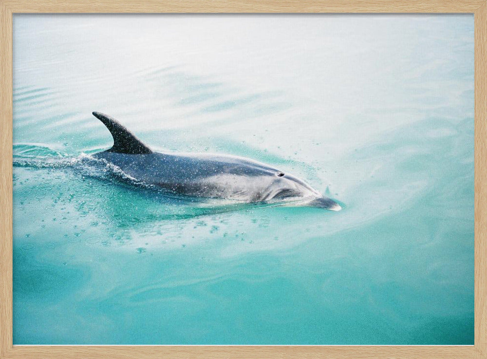 Delfin NZ Northern | Poster