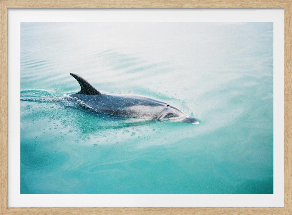 Delfin NZ Northern | Poster