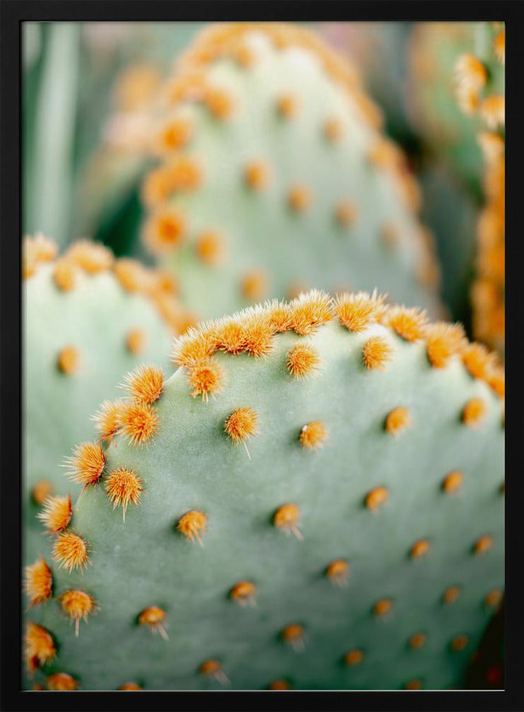Orange und Grün II – Botanische Fotografie aus Marrakesch | Poster