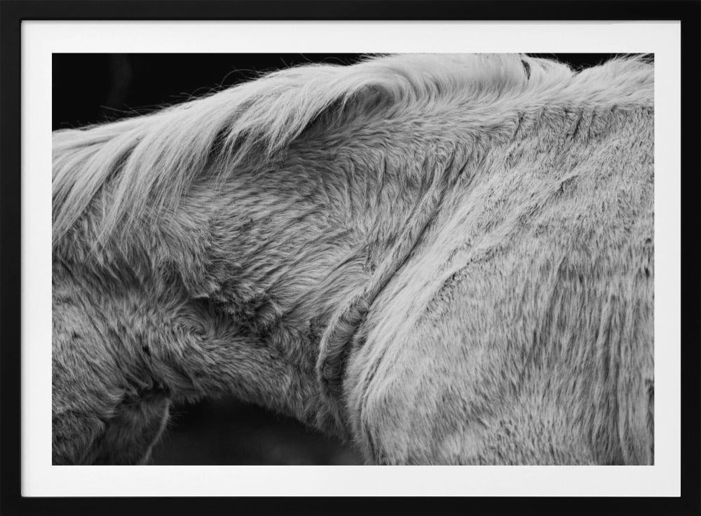 Pferd II | Poster