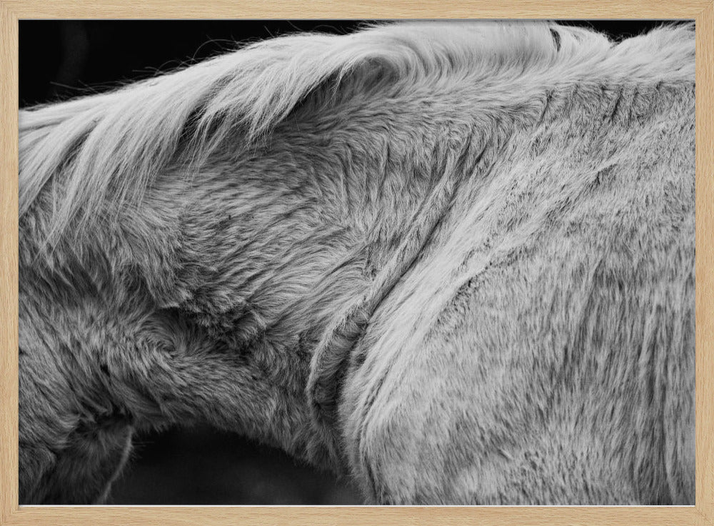 Pferd II | Poster