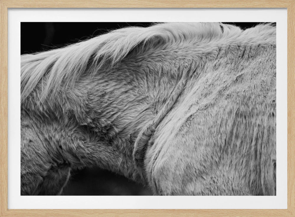 Pferd II | Poster