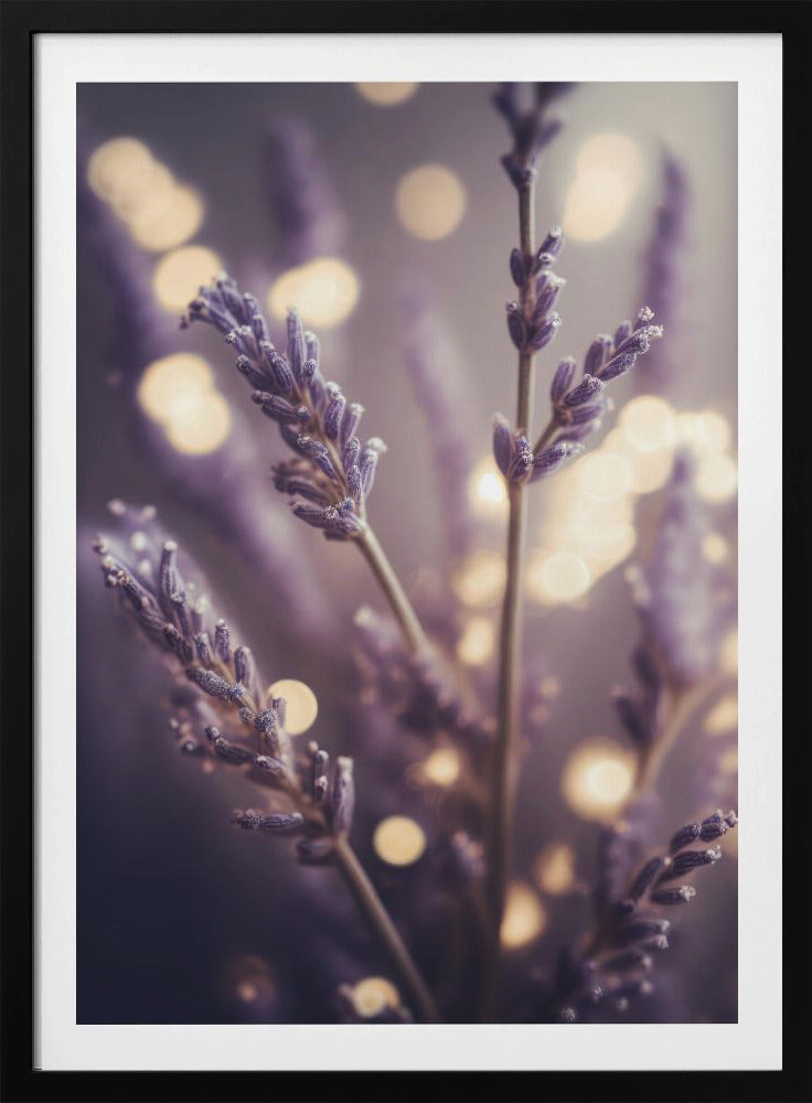 Lavendelträume | Poster