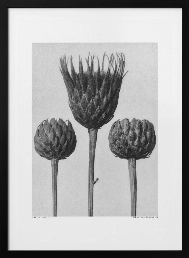 Serratula Nudicaulis | Poster