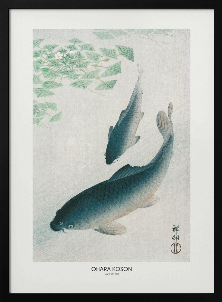 Carp Or Koi | Poster