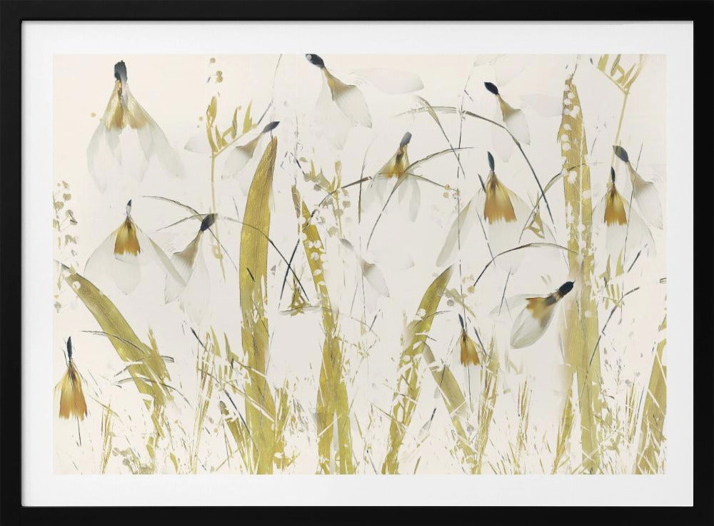 Snowdrops | Poster
