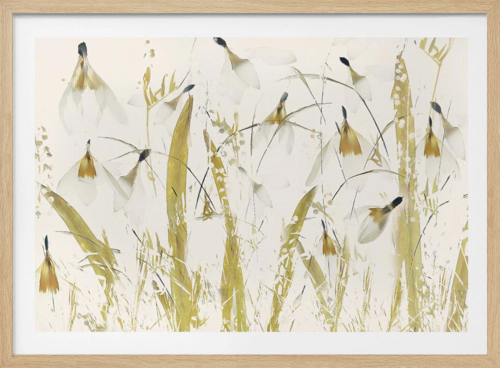 Snowdrops | Poster