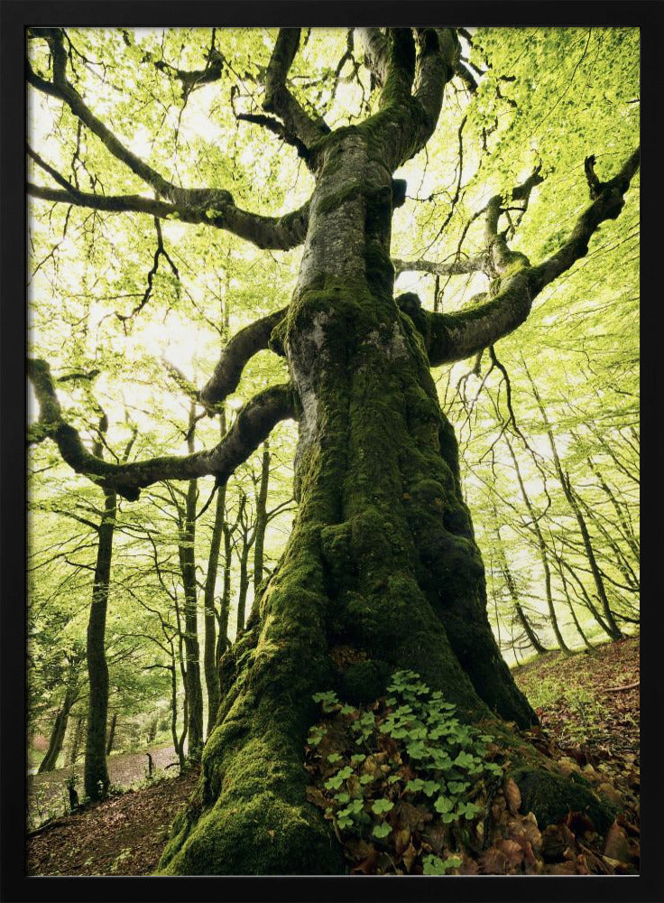 Ent | Poster