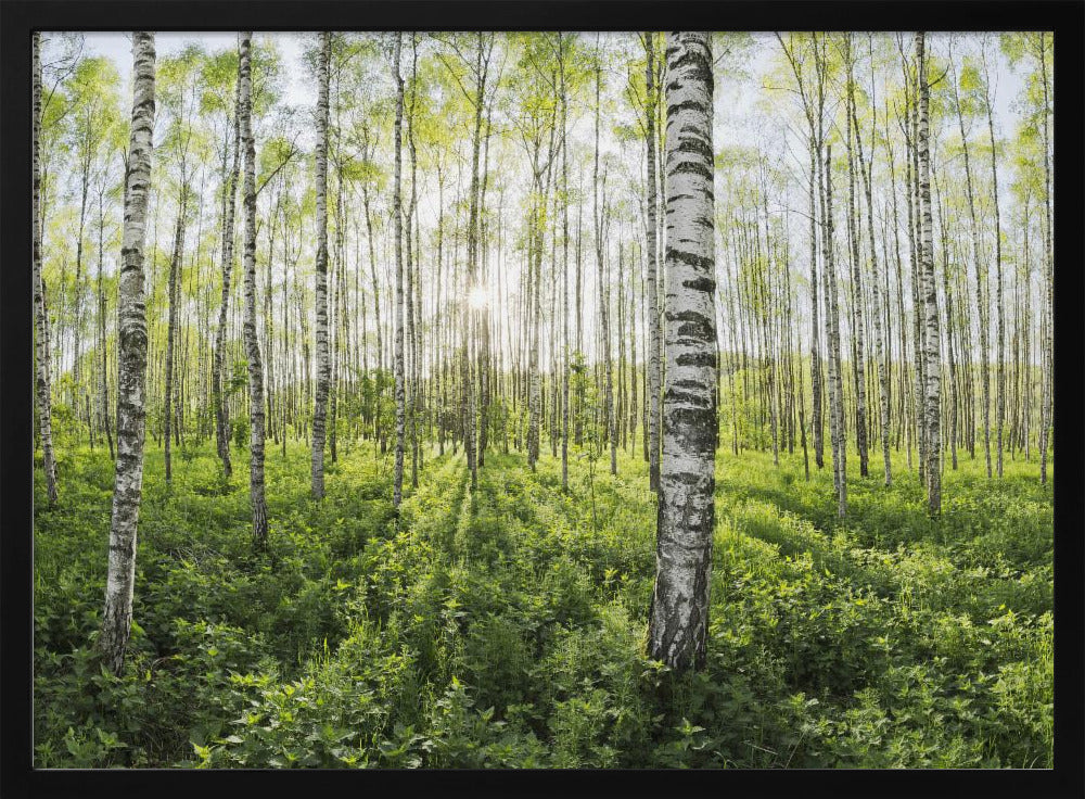 Spring in the Birch Forest | Poster