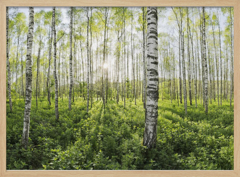 Spring in the Birch Forest | Poster