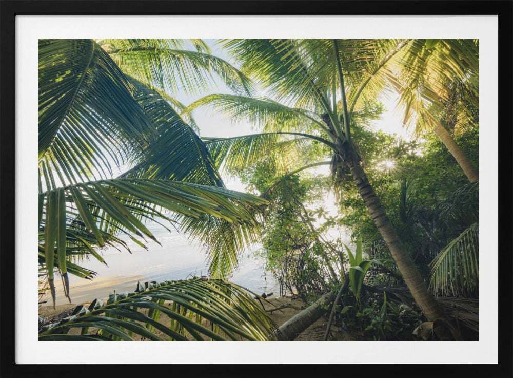 Hide under Palms | Poster