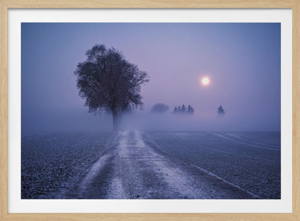 Mondbeleuchteter Pfad | Poster