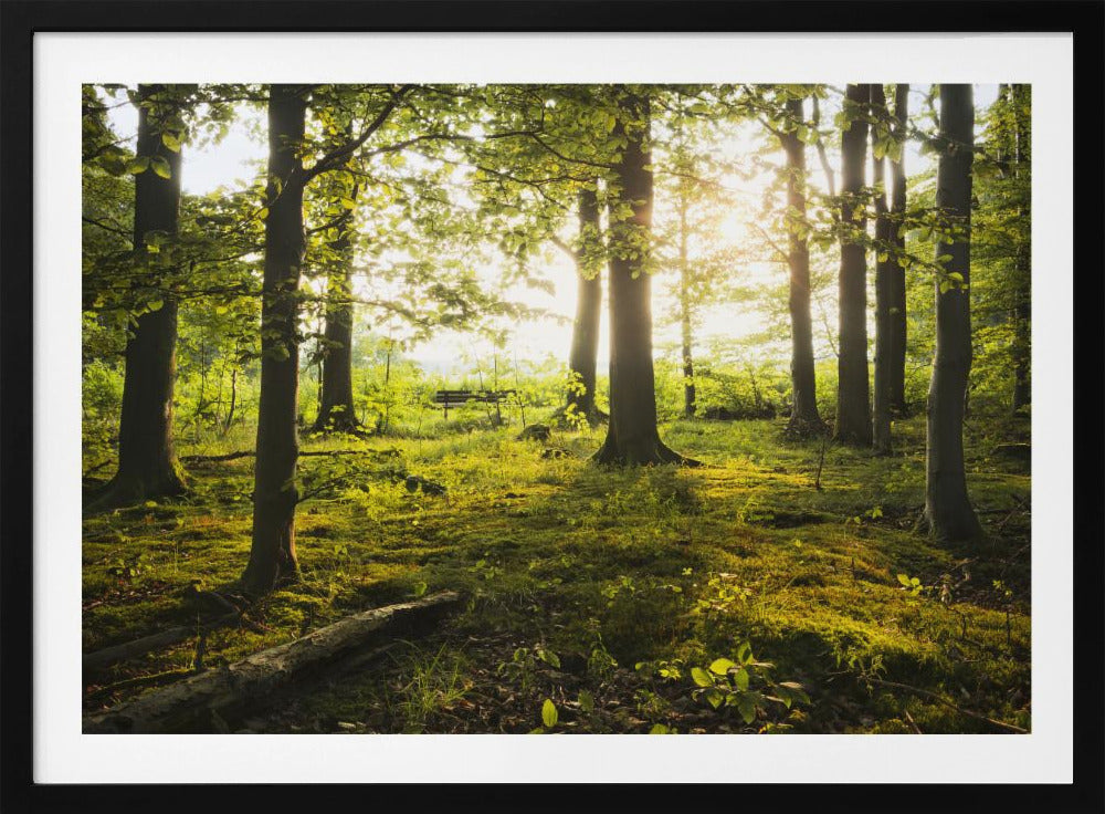 Sommer im Wald | Poster