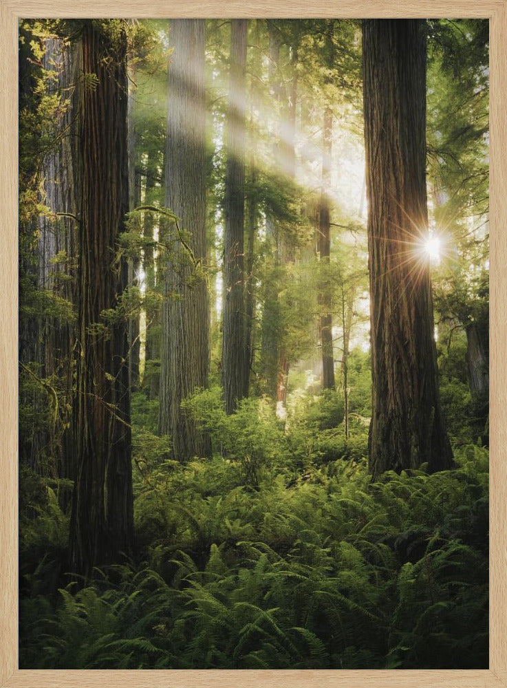 Feenwald | Poster