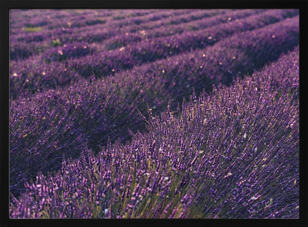 Lavendel aus der Provence | Poster