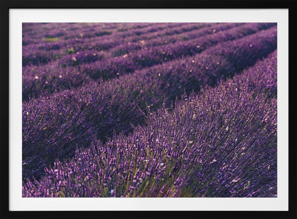 Lavendel aus der Provence | Poster