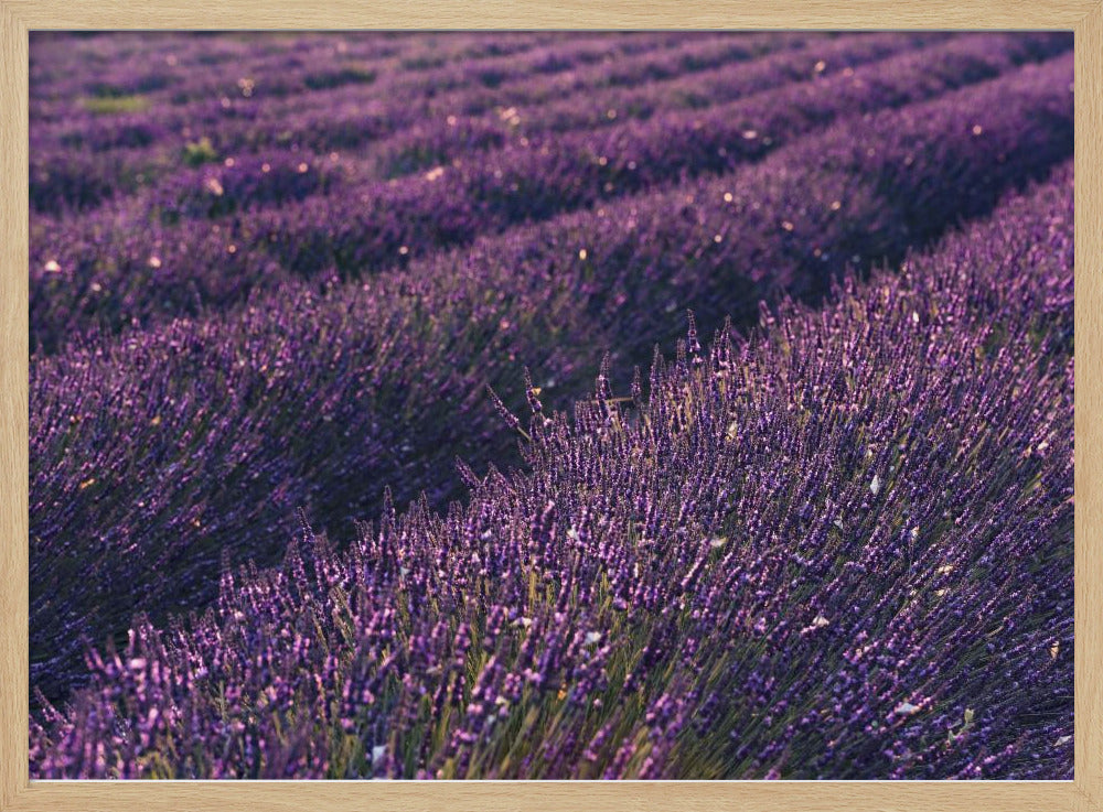 Lavendel aus der Provence | Poster