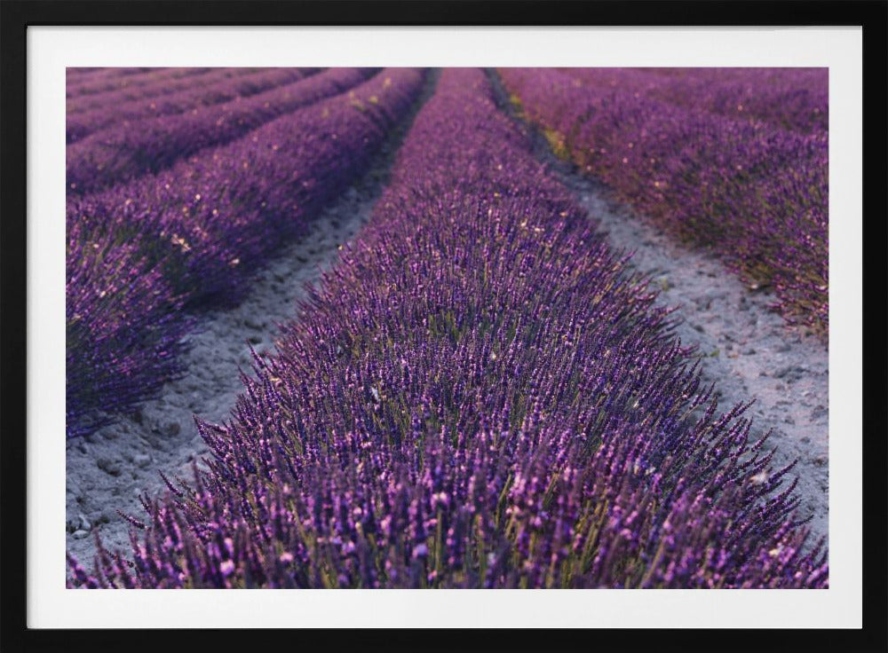 Lavendeldetail | Poster