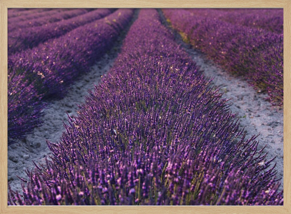 Lavendeldetail | Poster