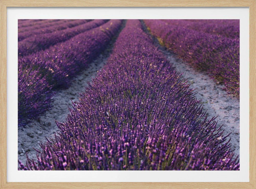 Lavendeldetail | Poster