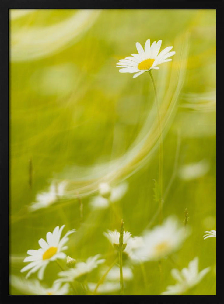 Gänseblümchen | Poster