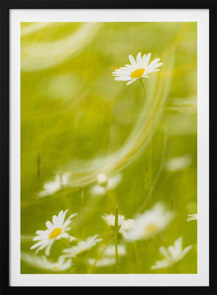 Gänseblümchen | Poster