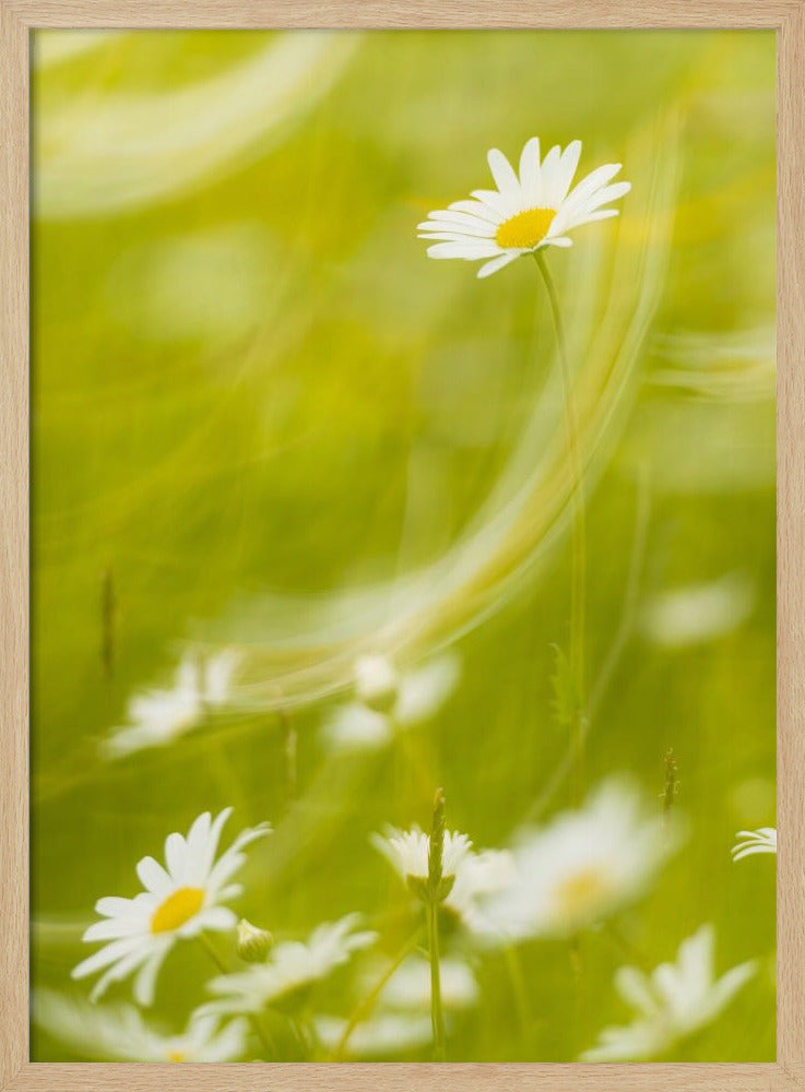 Gänseblümchen | Poster