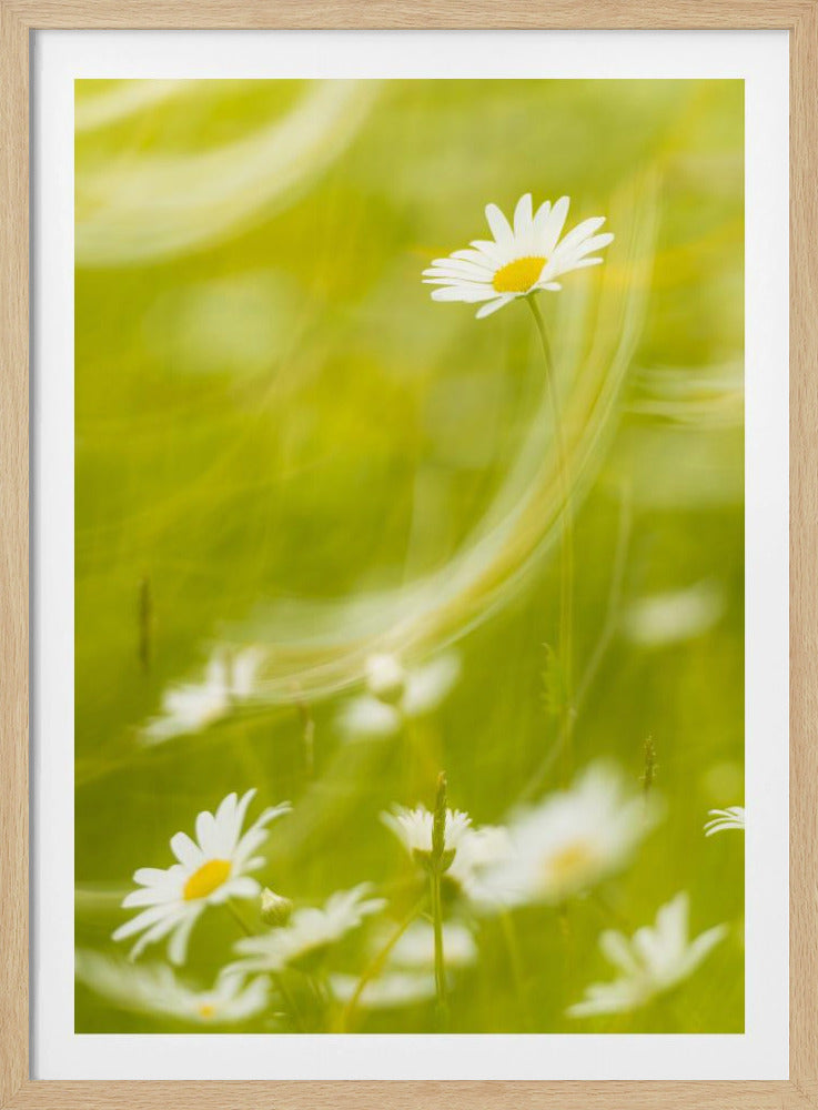 Gänseblümchen | Poster