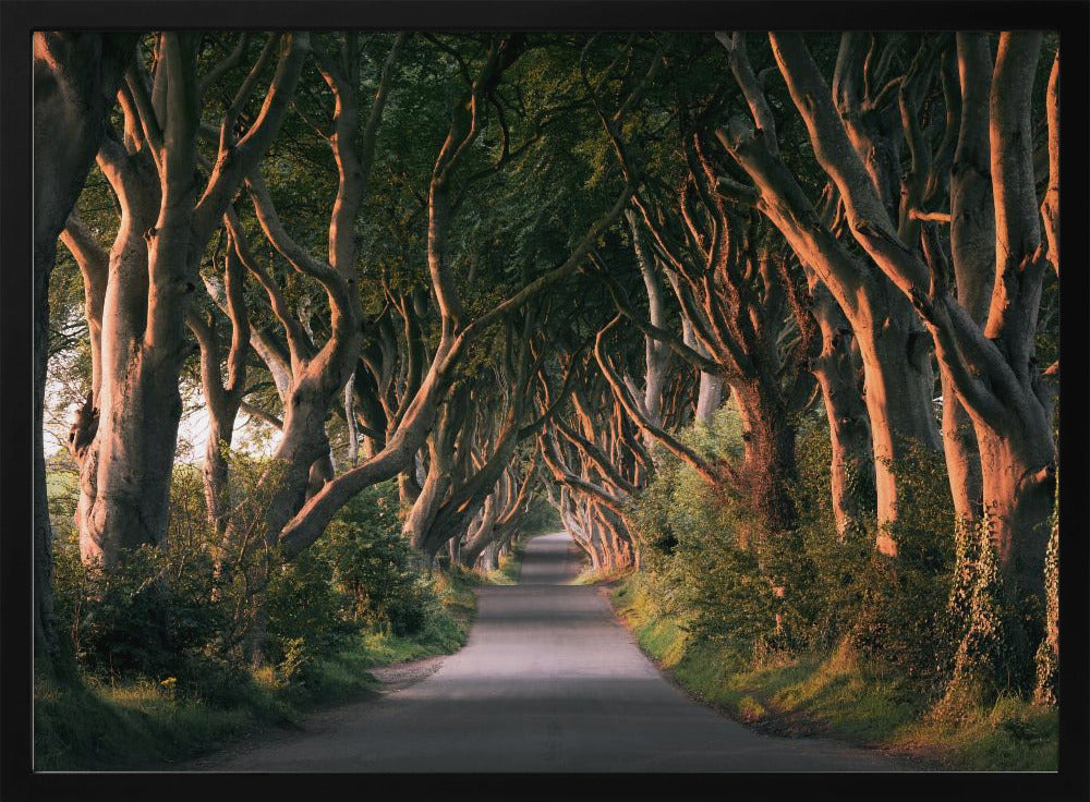 Red Avenue | Poster