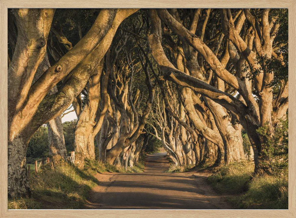 The Avenue | Poster