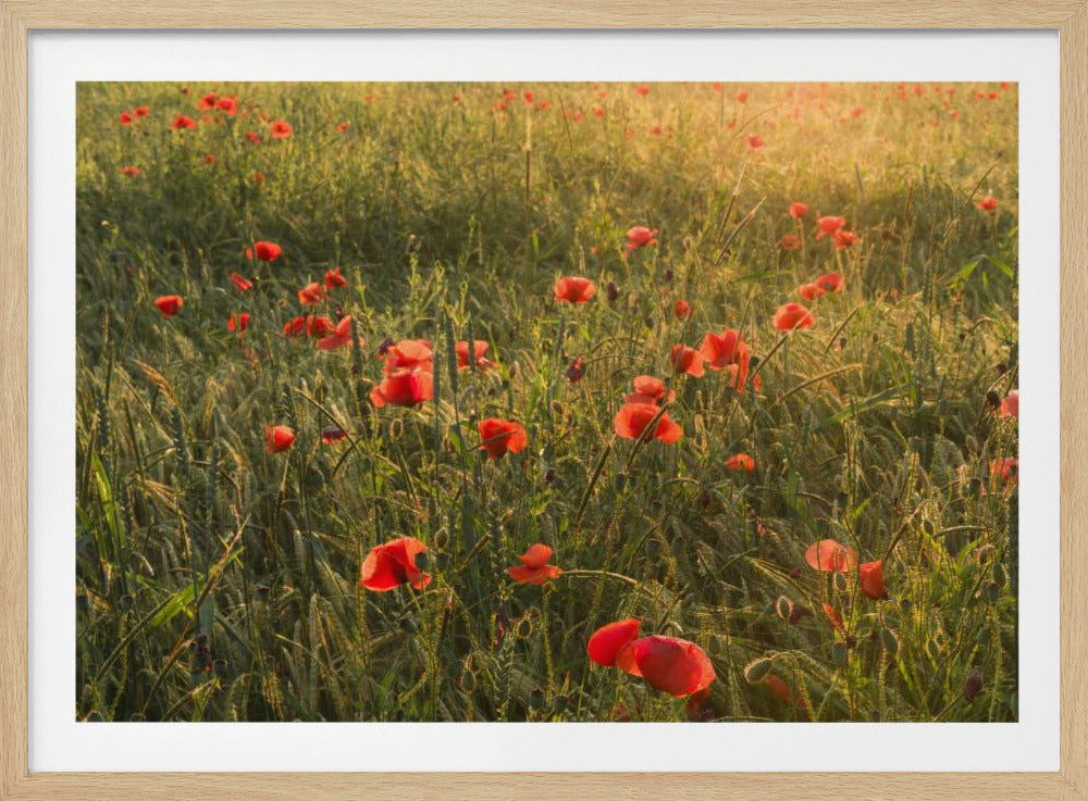 Mohnwelt II | Poster