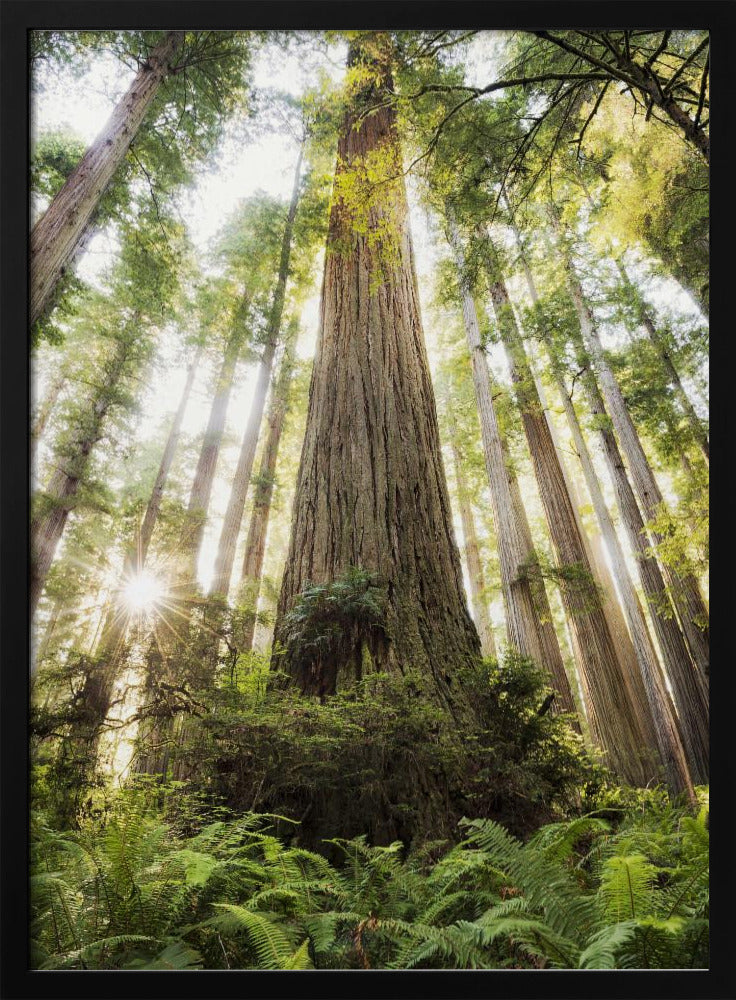 Schöner Wald | Poster
