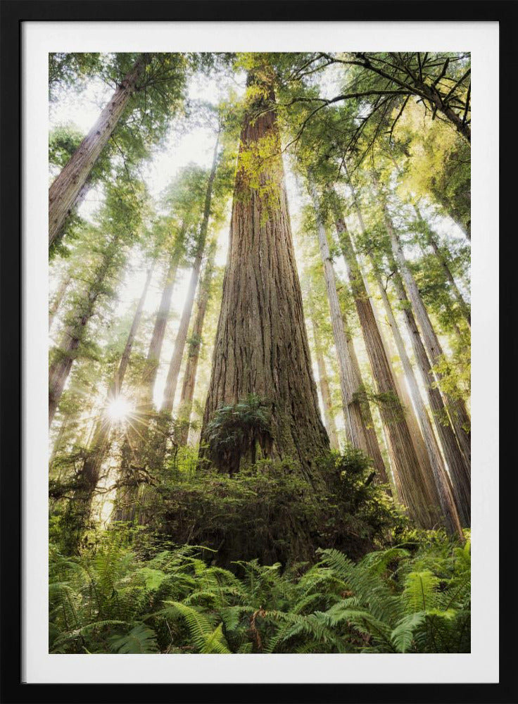 Schöner Wald | Poster