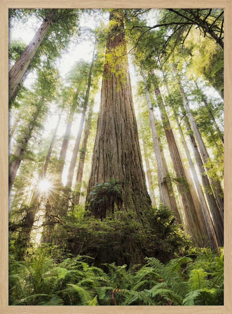 Schöner Wald | Poster